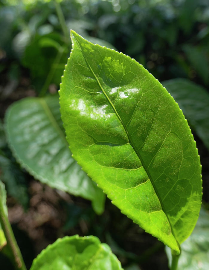 Tea Leaf Growing Photograph by Karen Rispin