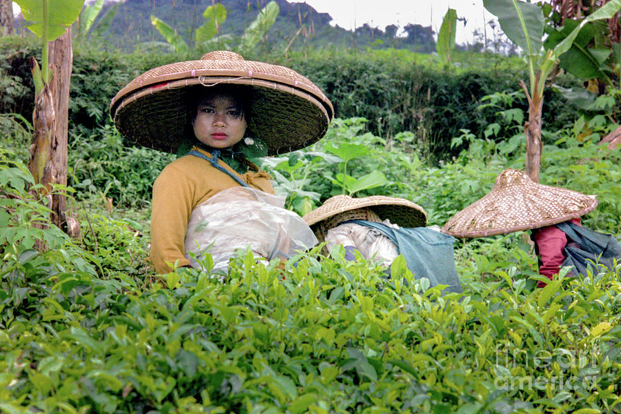 Tea Pickers Photograph by Werner Padarin