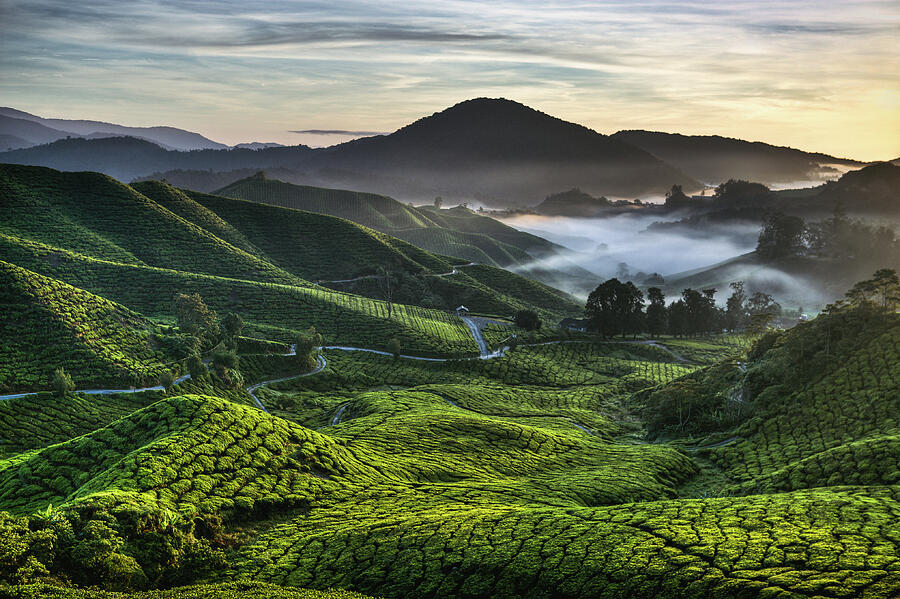 Tea Plantation at Dawn Photograph by Dave Bowman - Fine Art America
