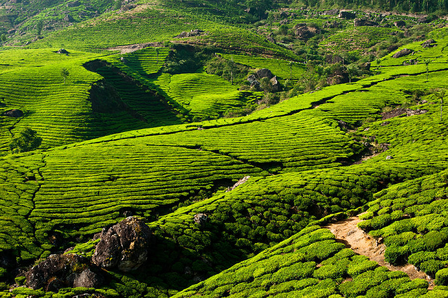 Tea plantation landscape. Munnar, Kerala, India Photograph by ImPerfectLazybones