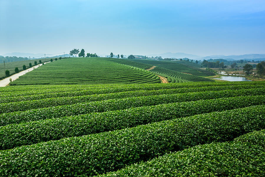 Tea plantation Photograph by Lifeispixels