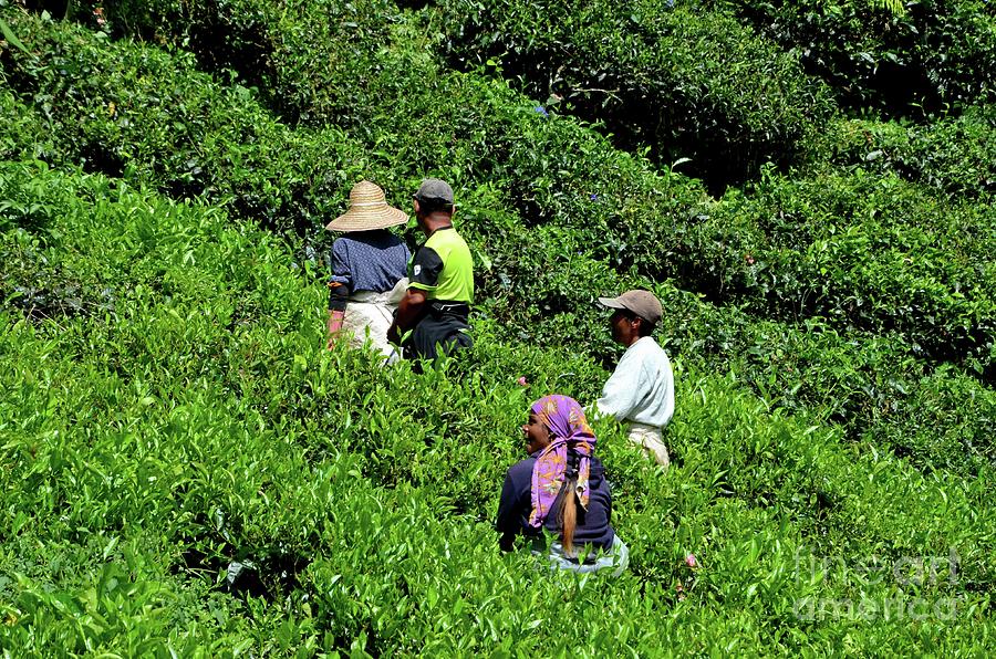 Tea Plantation Workers Harvest And Toil In Sun In Fields Cameron Highlands Malaysia Photograph
