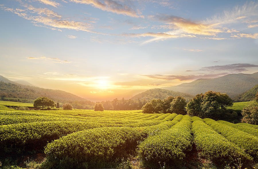 Tea Plantations Photograph by Jeff_Hu
