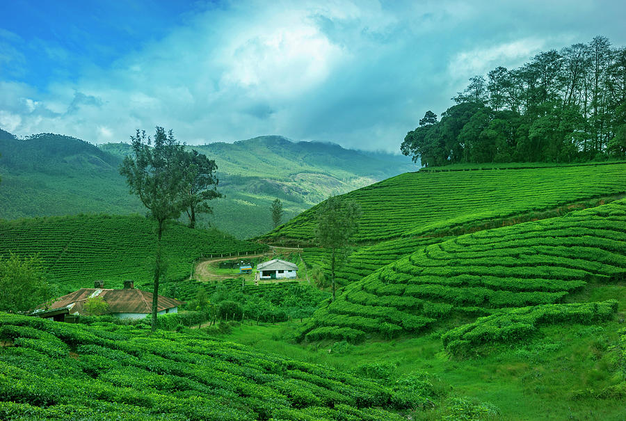 Tea Plantations, Landscape Photograph by Amit Rane - Pixels