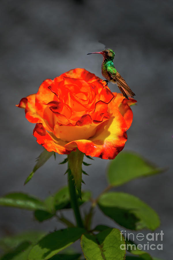 Tea Rose For One Photograph by Al Bourassa