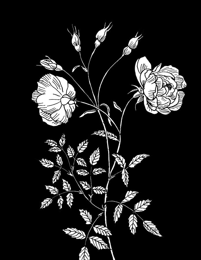 Tea Rose On Black Drawing