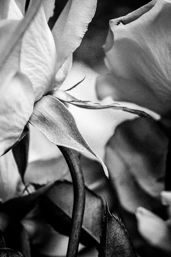 Tea Rose Sepals Photograph by W Craig Photography