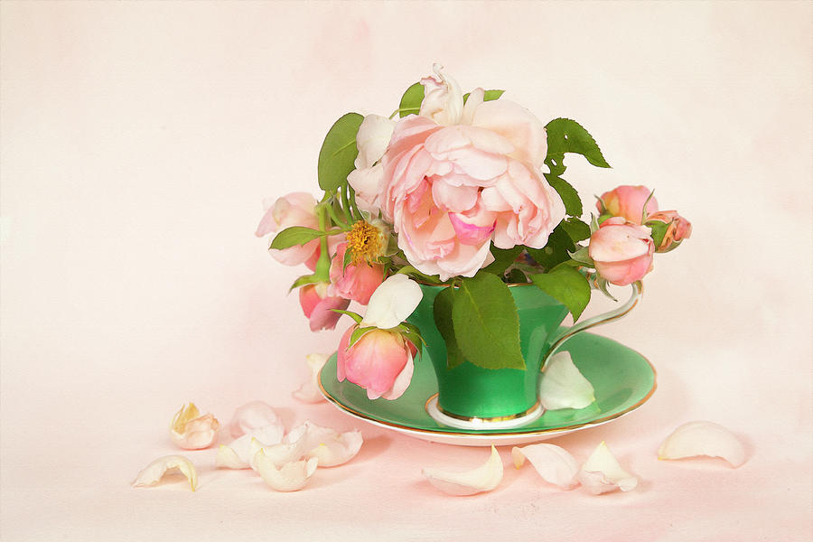 Tea Rose Photograph by Theresa Tahara