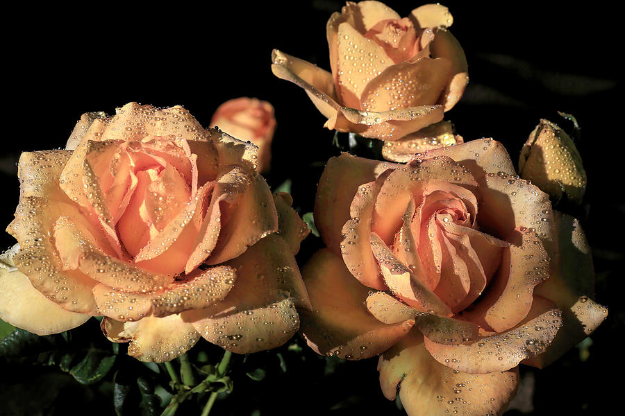 Rose Photograph - Tea Rose Trio by Donna Kennedy