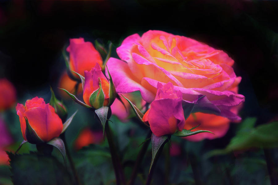 Tea Roses Photograph by Jessica Jenney