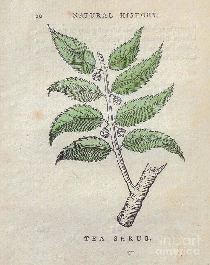Tea Shrub t2 Drawing by Botany