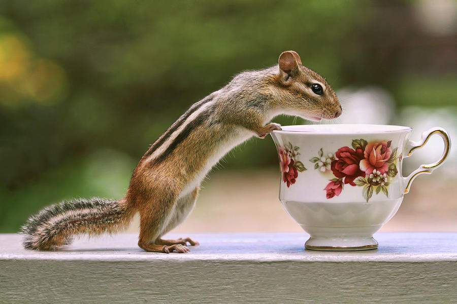 Tea Photograph - Tea Time with Chipmunk by Peggy Collins