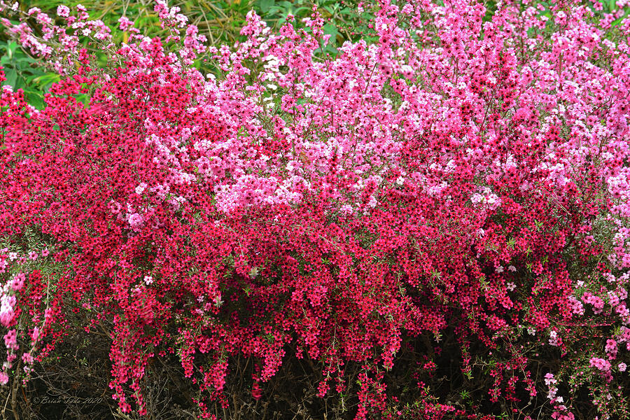 Tea Tree Blossoms Extraordinaire Photograph by Brian Tada