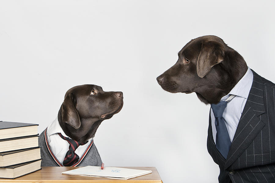 Teacher dog and student dog Photograph by Justin Paget