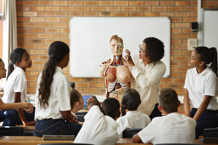 Teacher explaing about human torso in class Photograph by Klaus Vedfelt