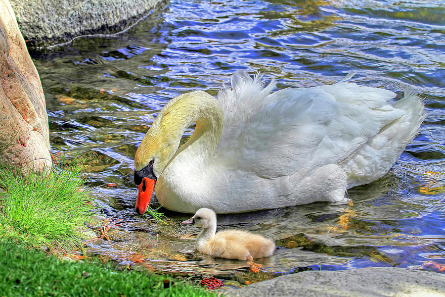 Swan Photograph - Teachings by Donna Kennedy
