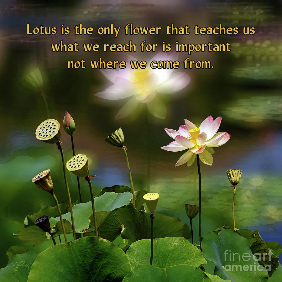 Teachings of the Lotus Photograph by Gabriele Pomykaj