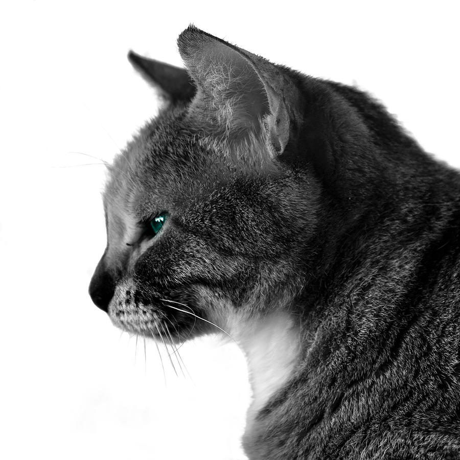 Teal Eye Cat Photograph