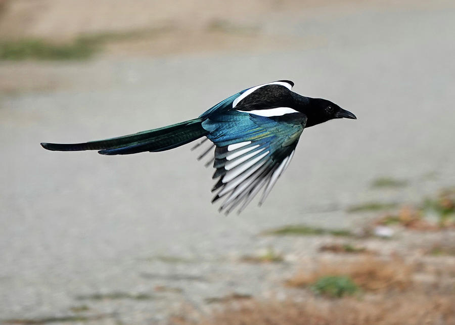 Magpies Photograph - teal Magpie in Flight by Marilyn Hunt