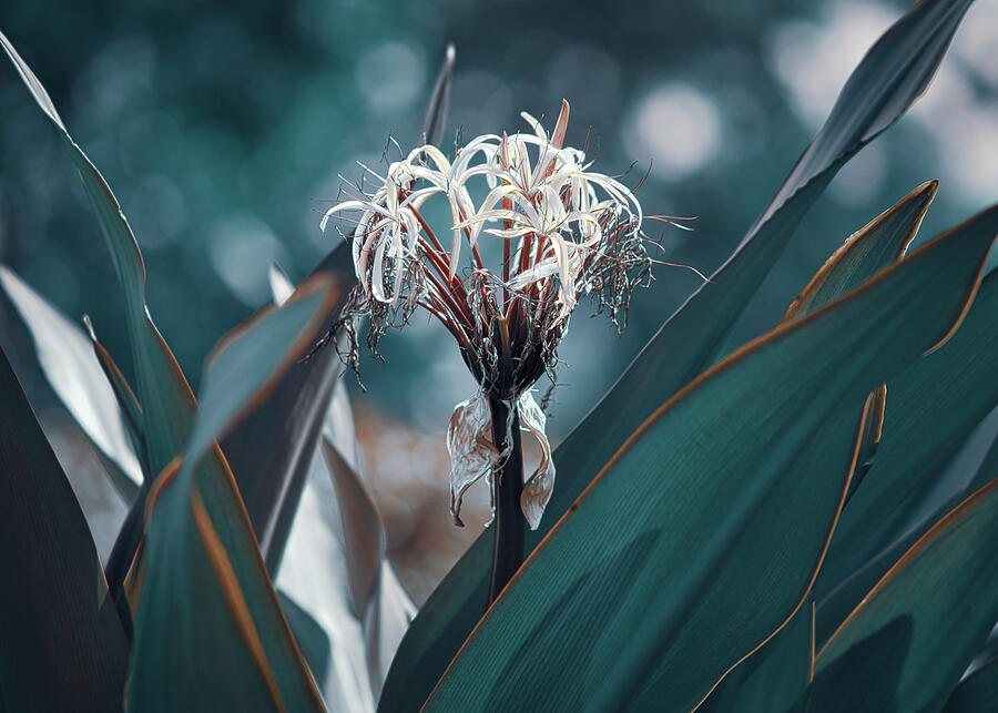 Teal Spider Lily Photograph by Gian Smith