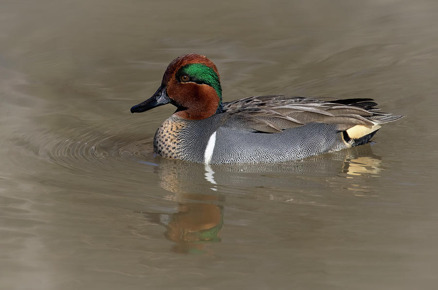 Teal Time Photograph by Art Cole