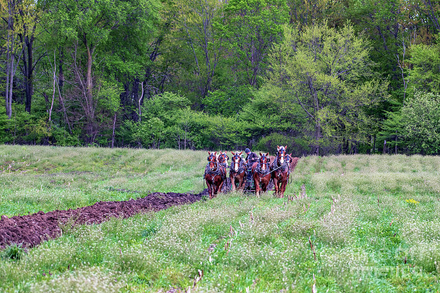 Team of Amish Horses Plow Photograph by David Arment - Fine Art America