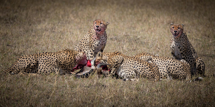 Teamwork Photograph by Jon Snyder