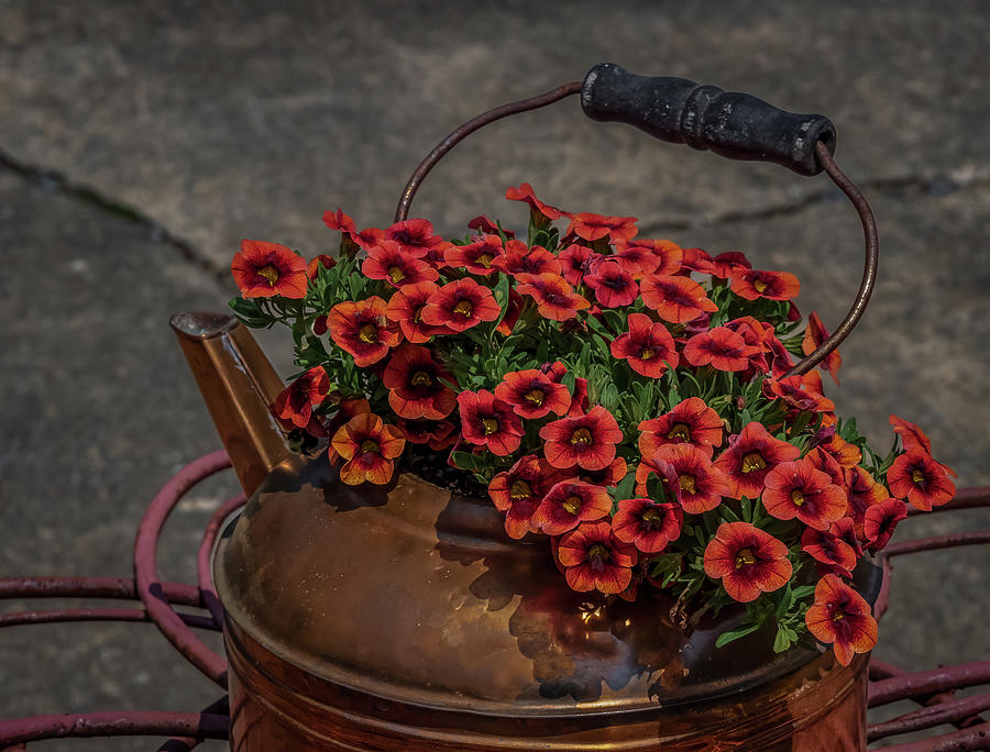 Teapot flowers Photograph by Brian Shoemaker