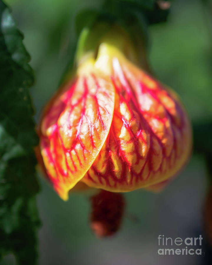 Red Vein Indian Mallow Chinese Lantern flower - Abutilon Striatum #1 Photograph by Abigail Diane Photography
