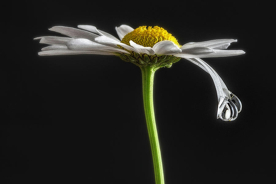 Tears of a Daisy 2 2021 Photograph by Wolfgang Stocker