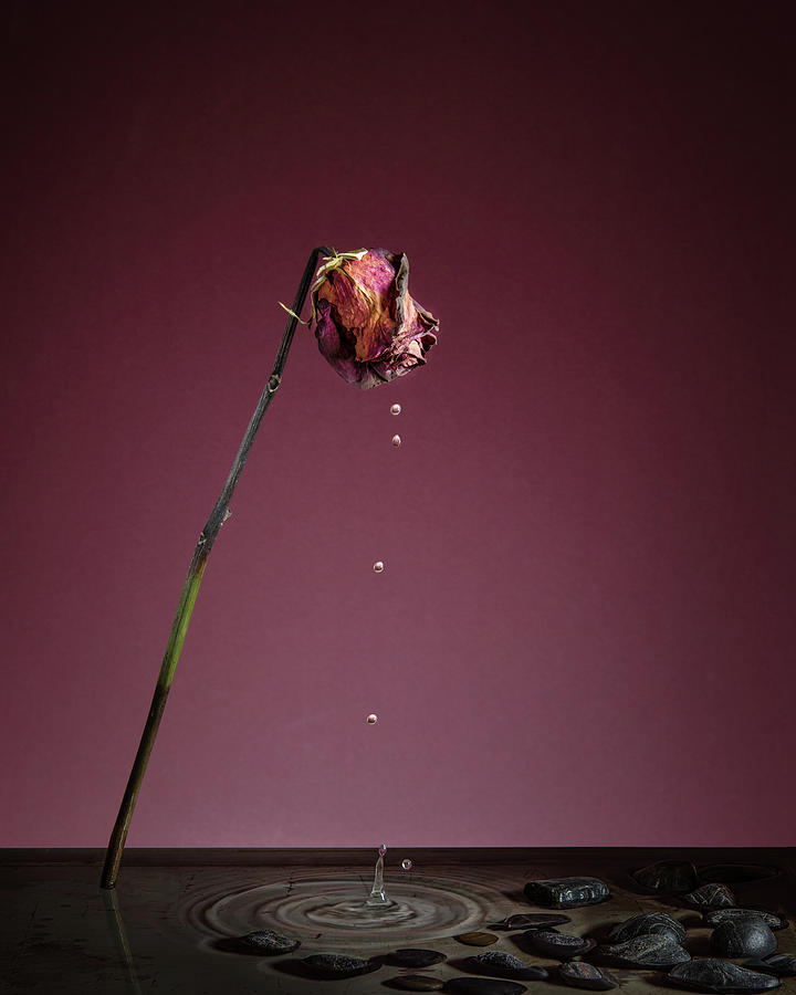 Tears of a Rose Photograph by Tom Mc Nemar