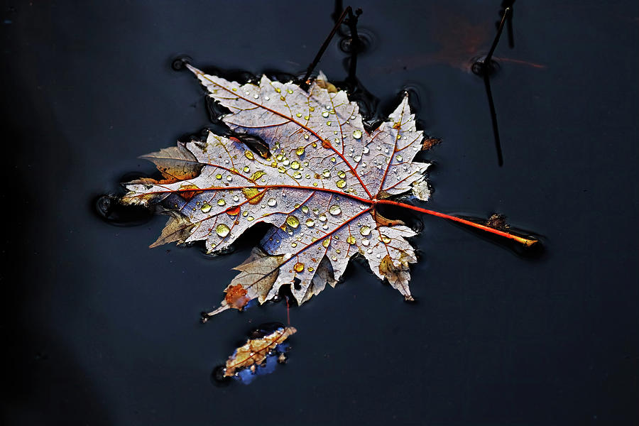 Tears Of Autumn Photograph by Debbie Oppermann