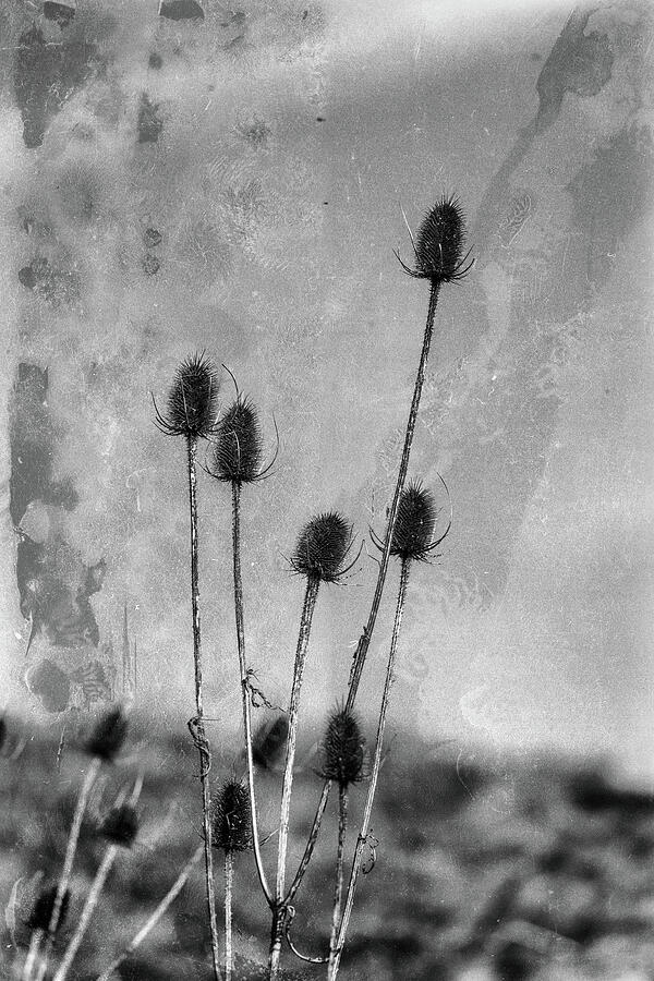 Teasel Black And White Photograph by Tanya C Smith