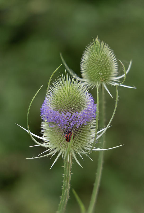 Teasel flowers Photograph by Avenue Des Images