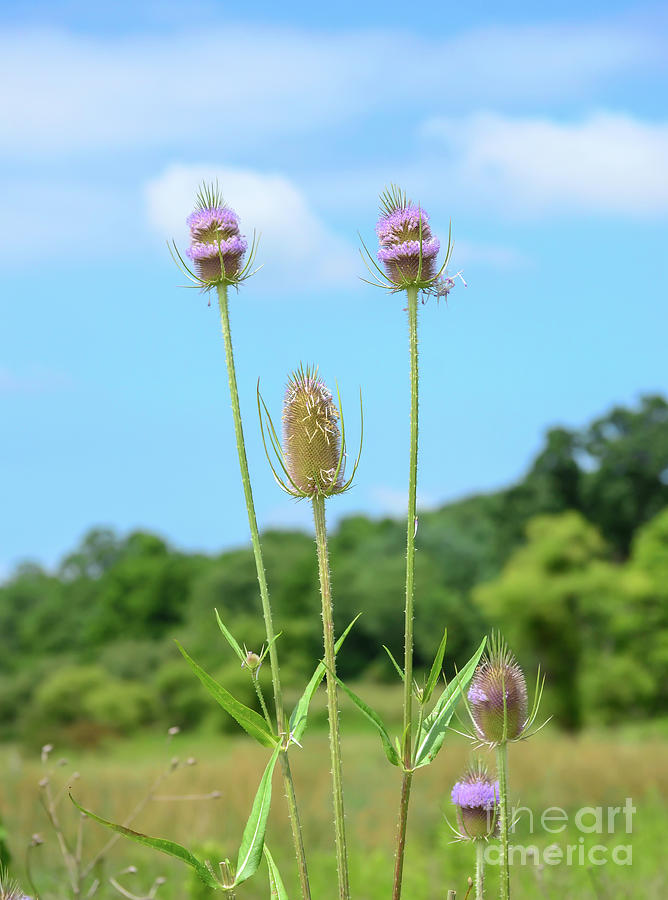 Teasel in Bloom Against the Sky Photograph by Kerri Farley