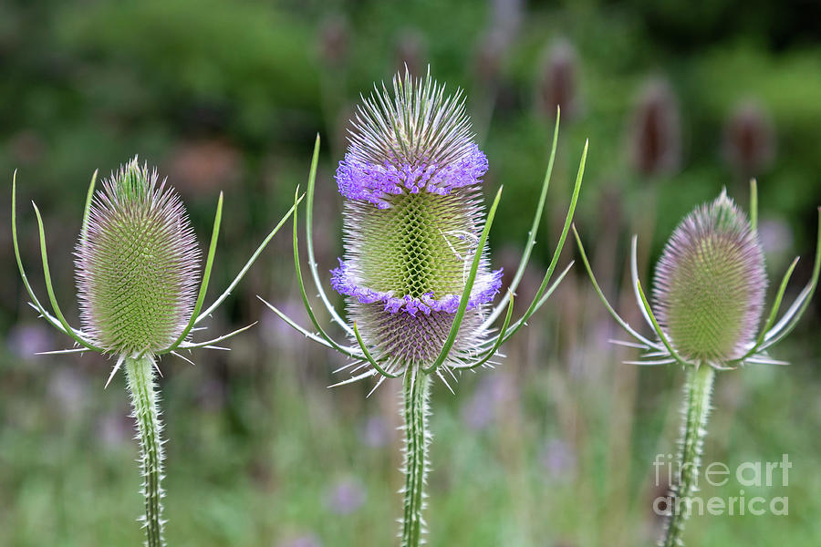 Teasel Photograph by Jim West