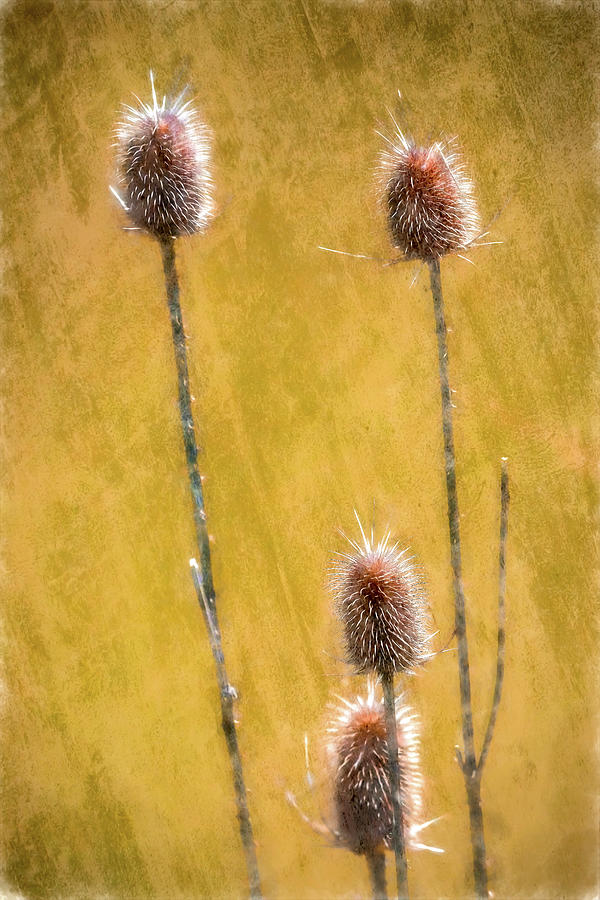 Teasel On Antiqued Gold Photograph