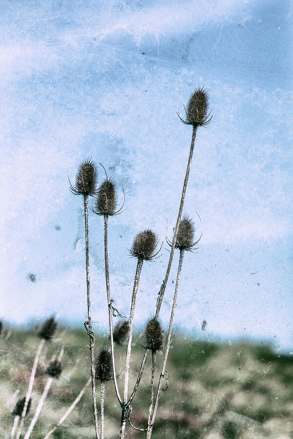 Teasel Seed Heads Photograph by Tanya C Smith