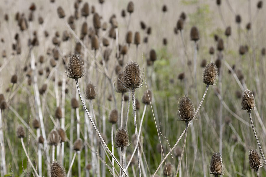 Teasels Photograph by Andrew Dernie