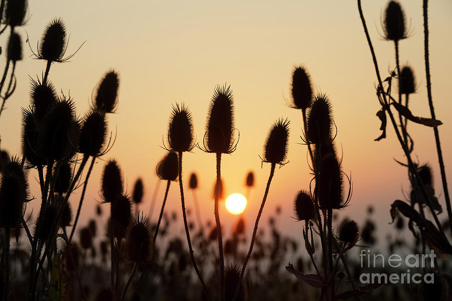 Teasels at Sunrise in the Fall Photograph by Tim Gainey