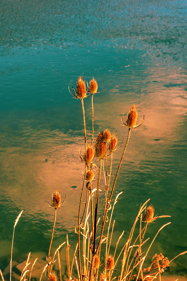 Teasels by the River Photograph by Bryan Spellman