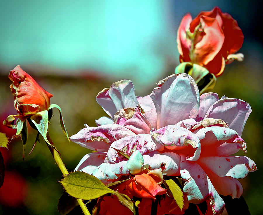 Technicolor Rose Photograph by Ira Shander