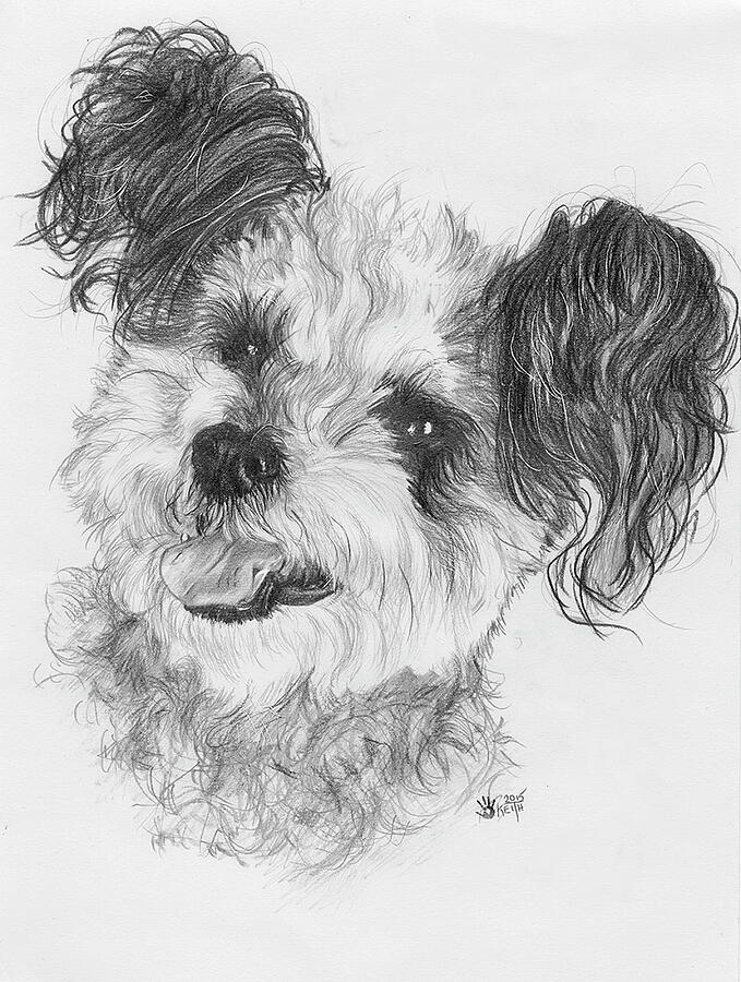 Teddy Bear Drawing by Barbara Keith