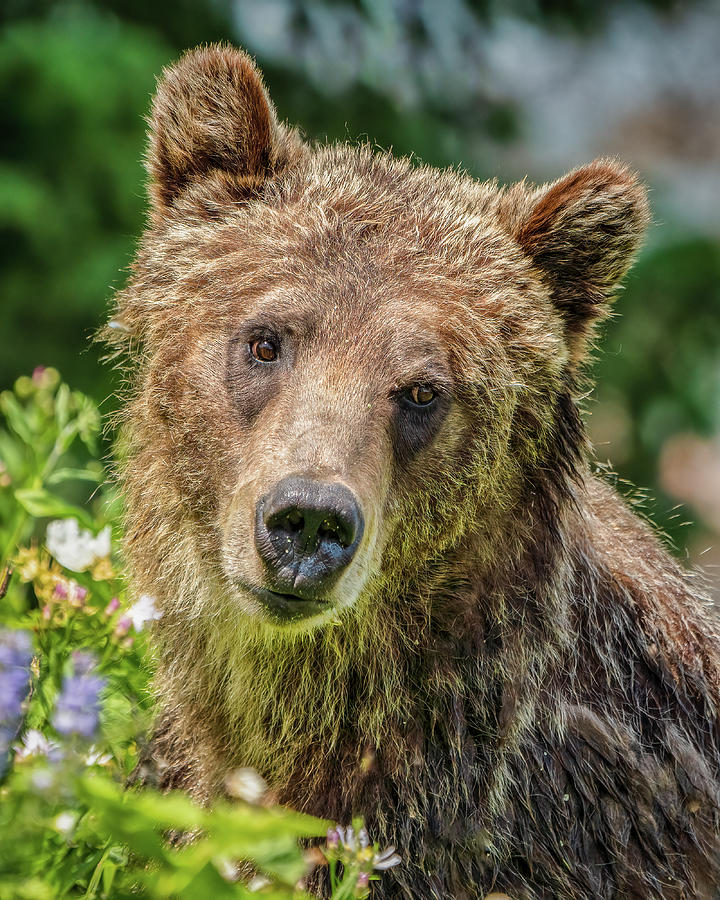 Teddy Bear Photograph by Brad Bellisle