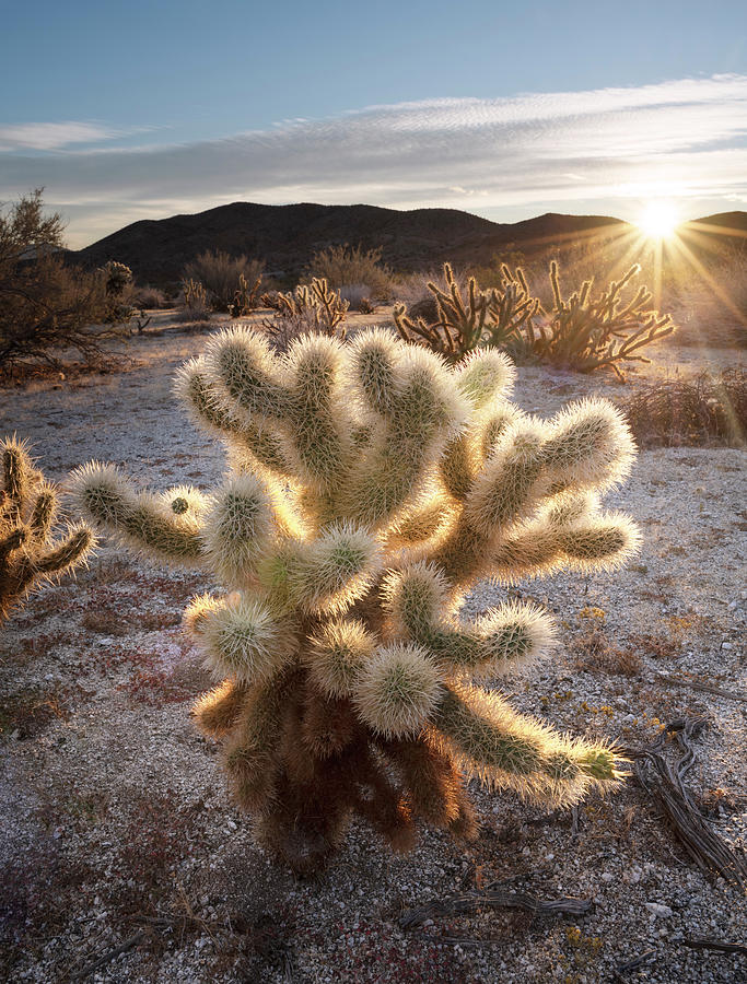 Teddy Bear Cactus in Sunlight Photograph by William Dunigan