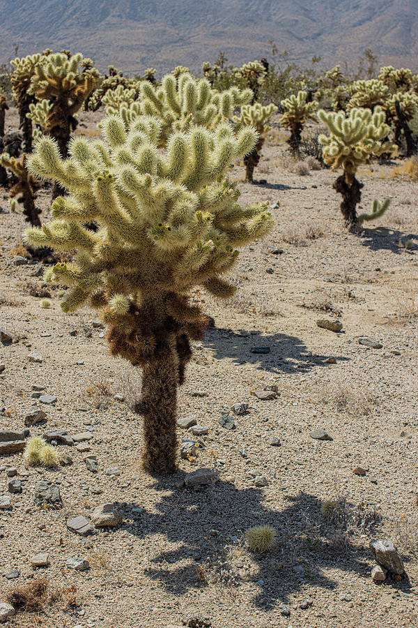 Teddy Bear Cactus Photograph by Sebastian Rivera - Fine Art America