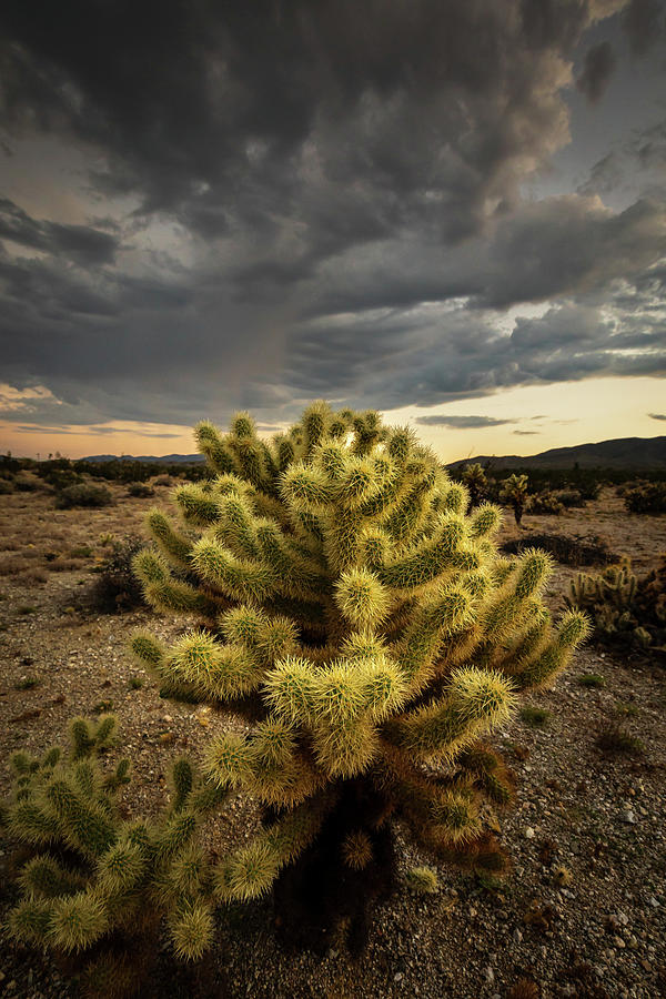 Desert Photograph - Teddy Bear Cholla - Anza Borrego by Peter Tellone