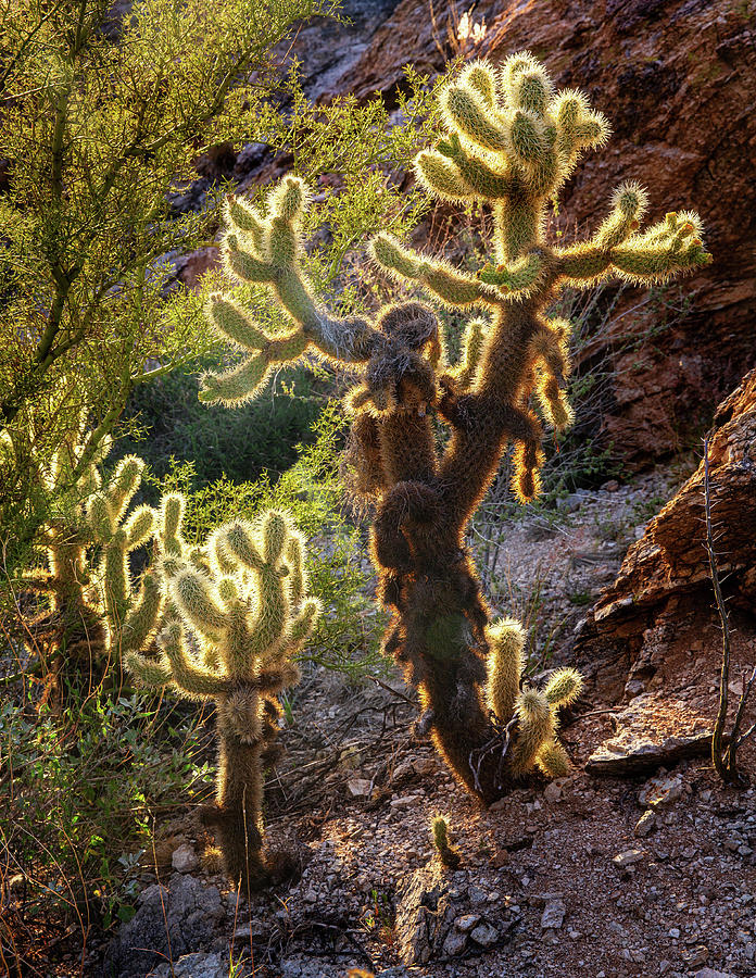 Teddy Bear Cholla Cacti  Photograph by Alex Mironyuk