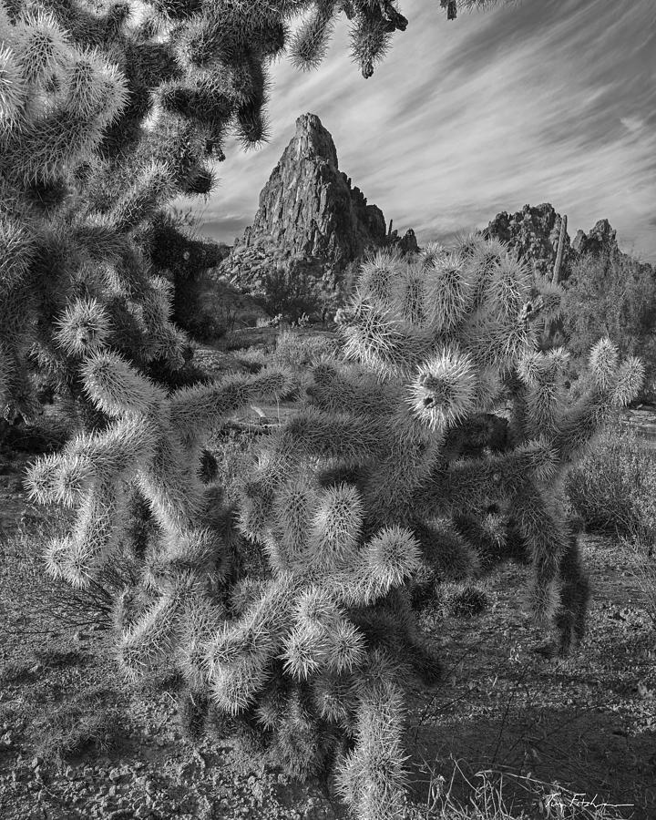 -Teddy bear cholla cactus in Crater Range, Photograph by Tim Fitzharris
