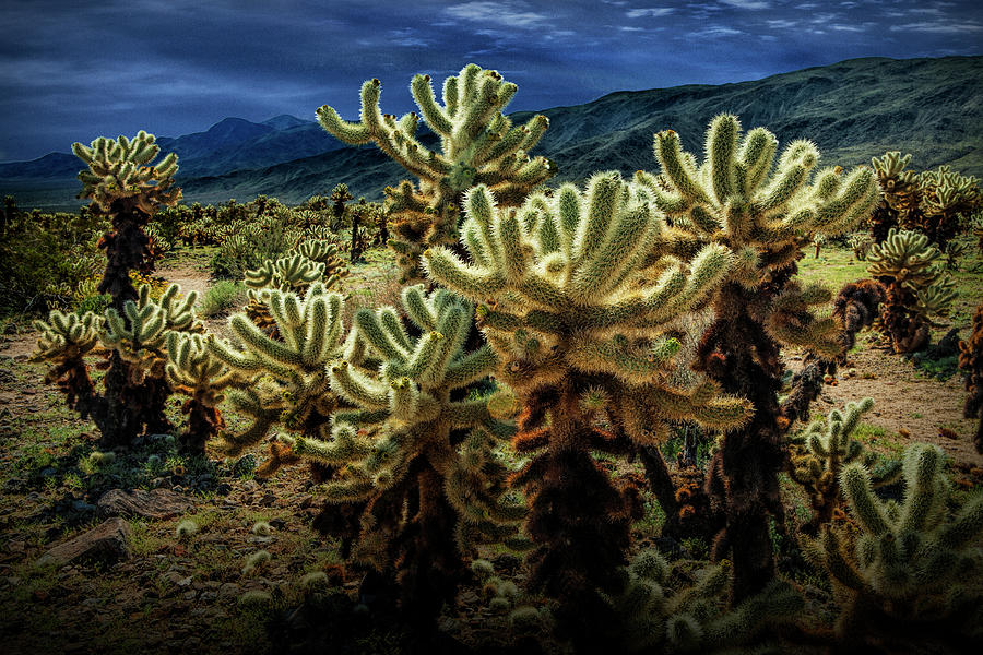Teddy Bear Cholla Cactus in the Cholla Cactus Garden Photograph by Randall Nyhof